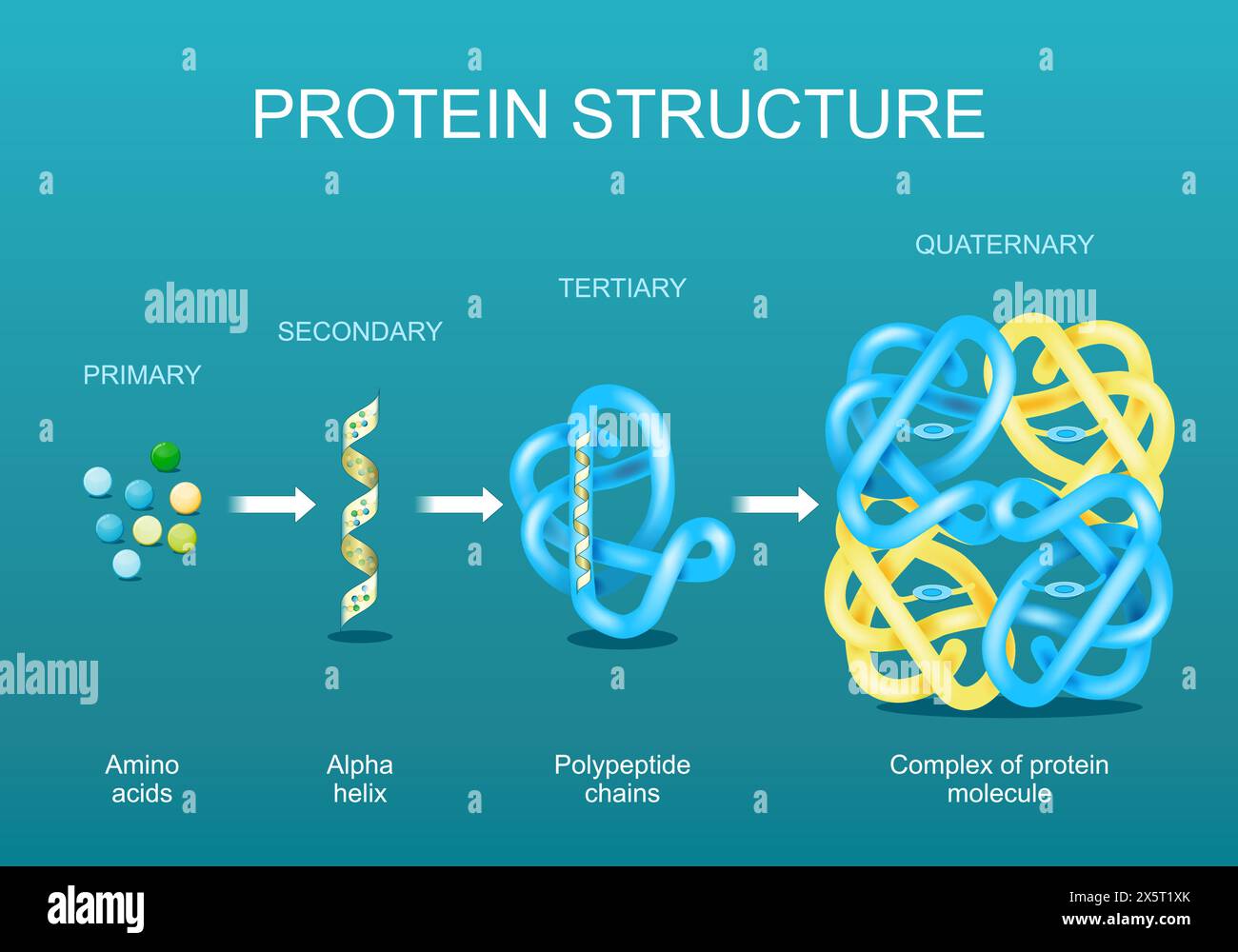 Proteinstruktur. Aminosäuren, Alpha-Helix, Polypeptidketten und Komplex des Proteinmoleküls. Protein ist ein Polymer (Polypeptid), das aus gebildet wurde Stock Vektor