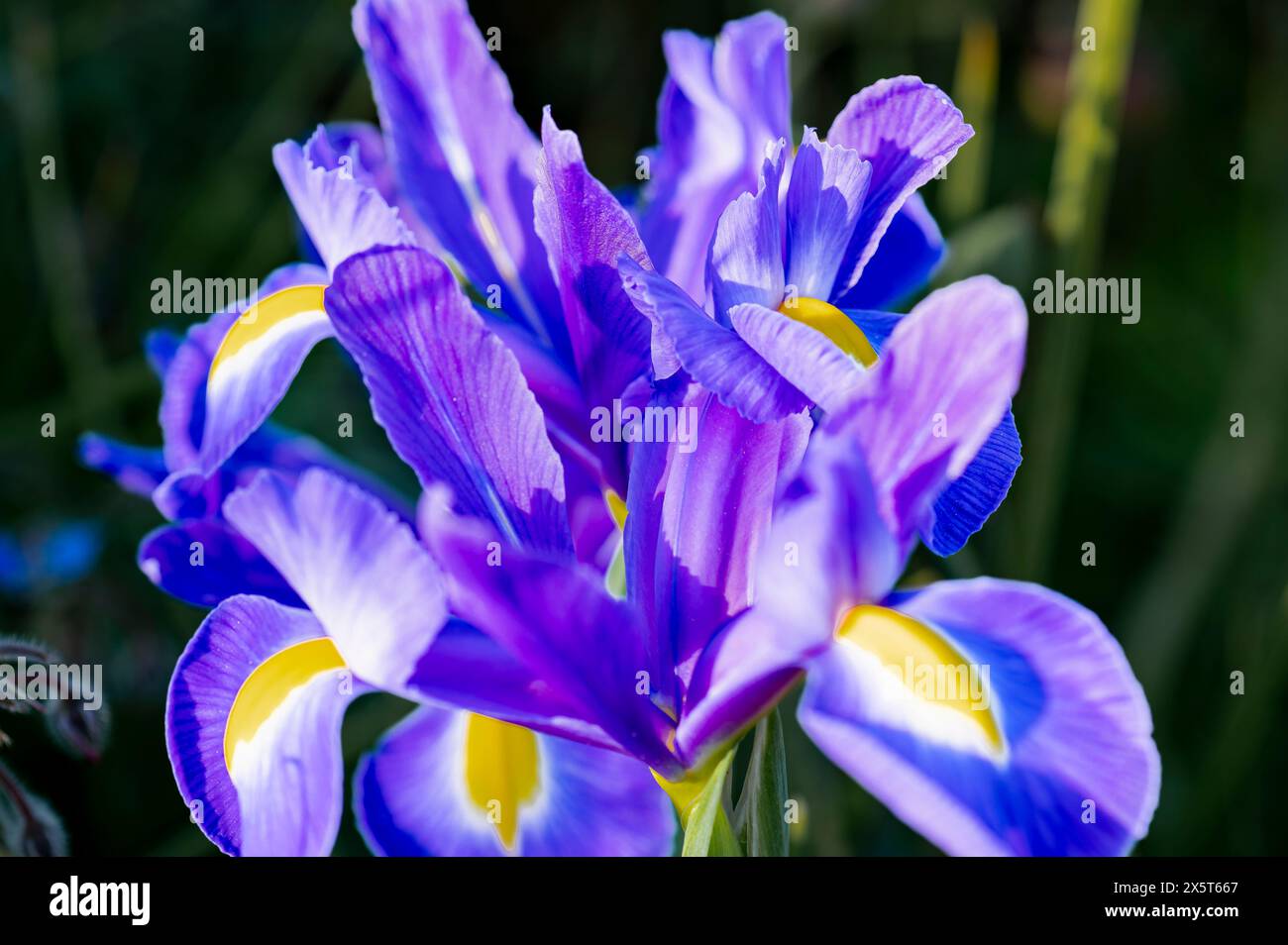 Nahaufnahme einer blauen Irisblume in einem Garten. Iris ist eine Gattung von mehrjährigen Pflanzen mit Rhizomen oder Zwiebeln aus der Familie der Iridaceae. Stockfoto