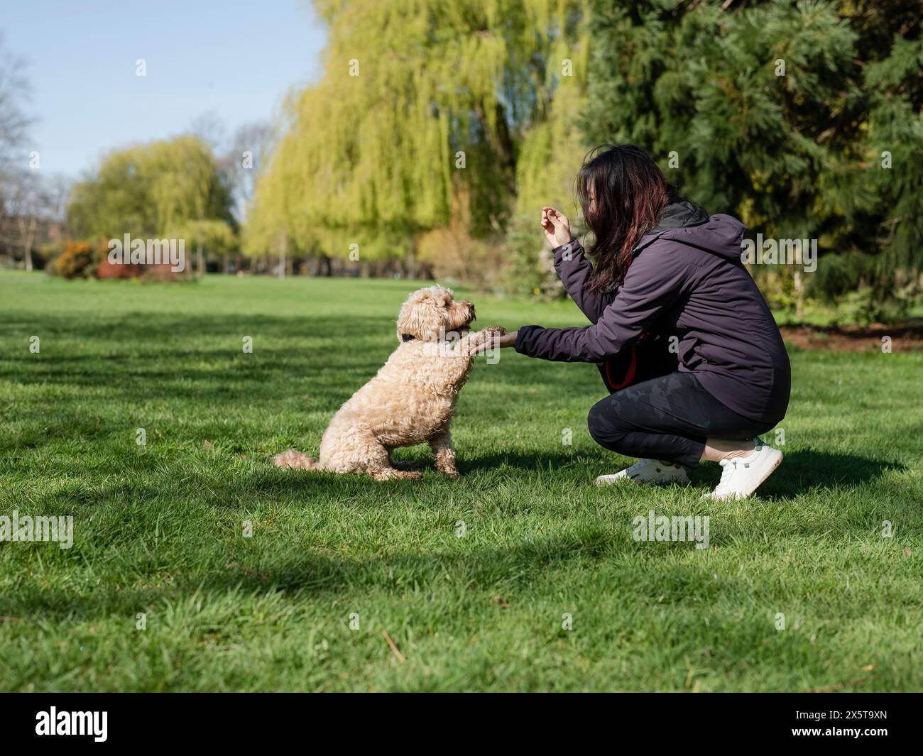 Eine Frau, die Hund ausbildet, um im Park Pfoten zu geben Stockfoto