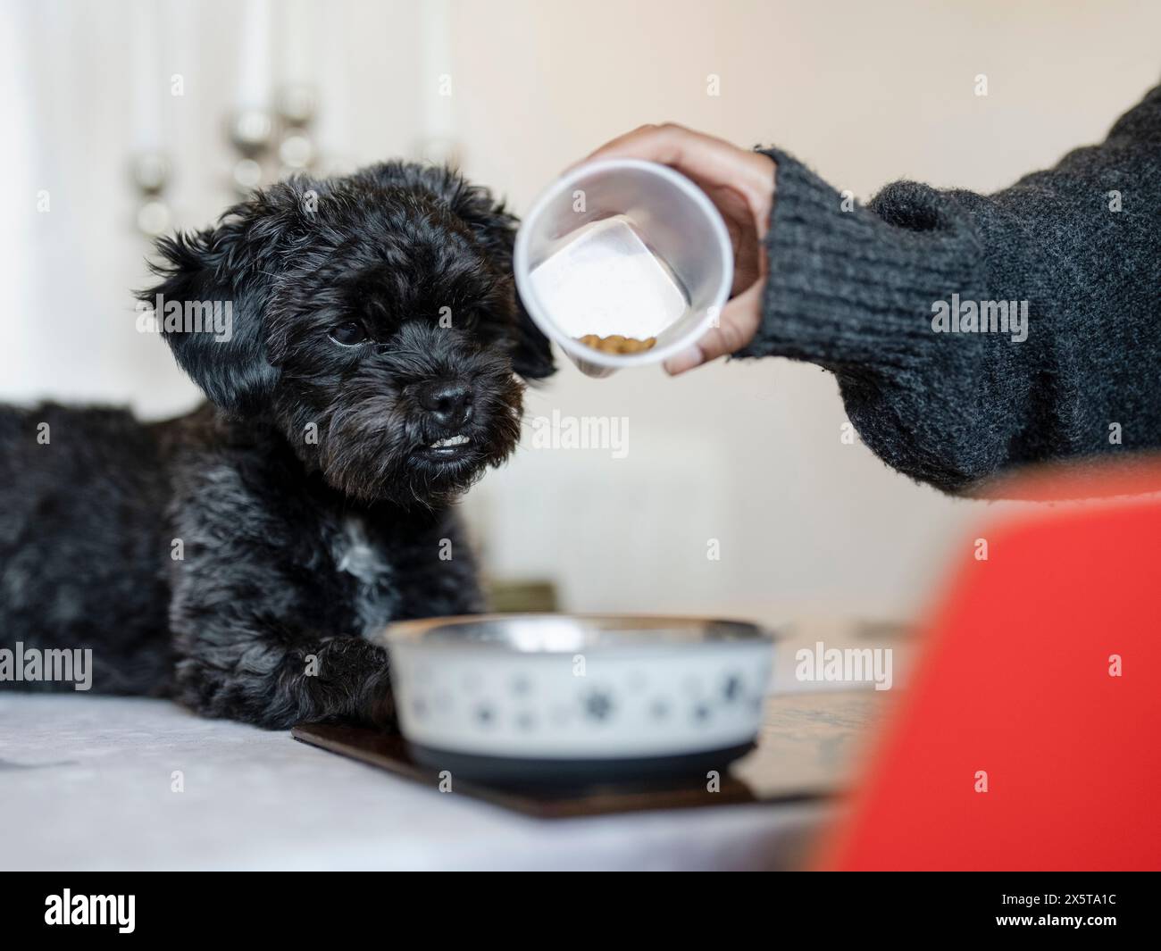 Frau, die Hundefutter in eine Schüssel gießt Stockfoto