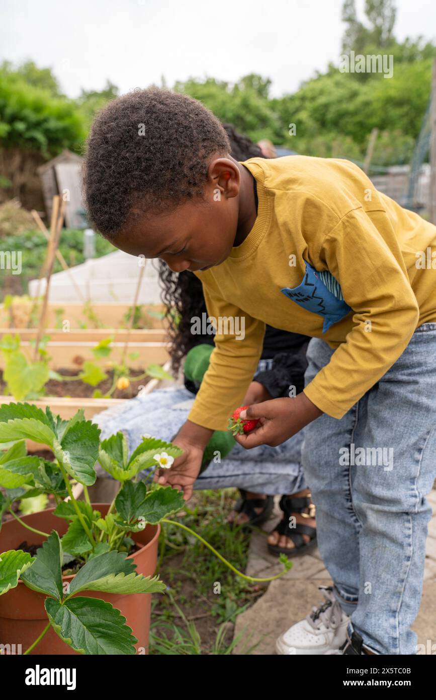 Mutter und Sohn, die Beeren aus Kleingartenpflanzen pflücken Stockfoto