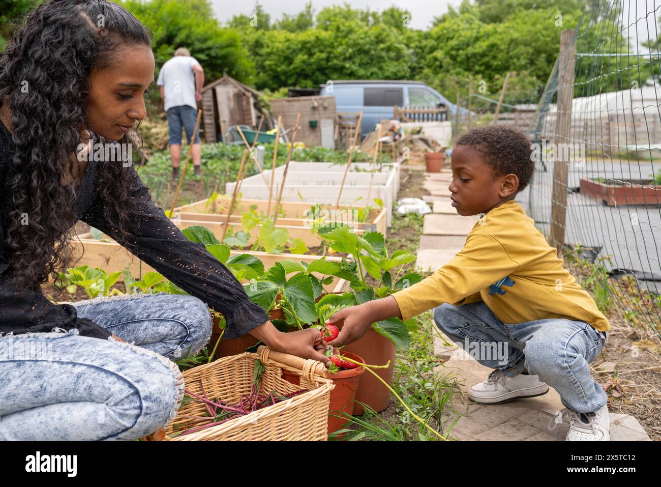 Mutter und Sohn, die Beeren aus Kleingartenpflanzen pflücken Stockfoto