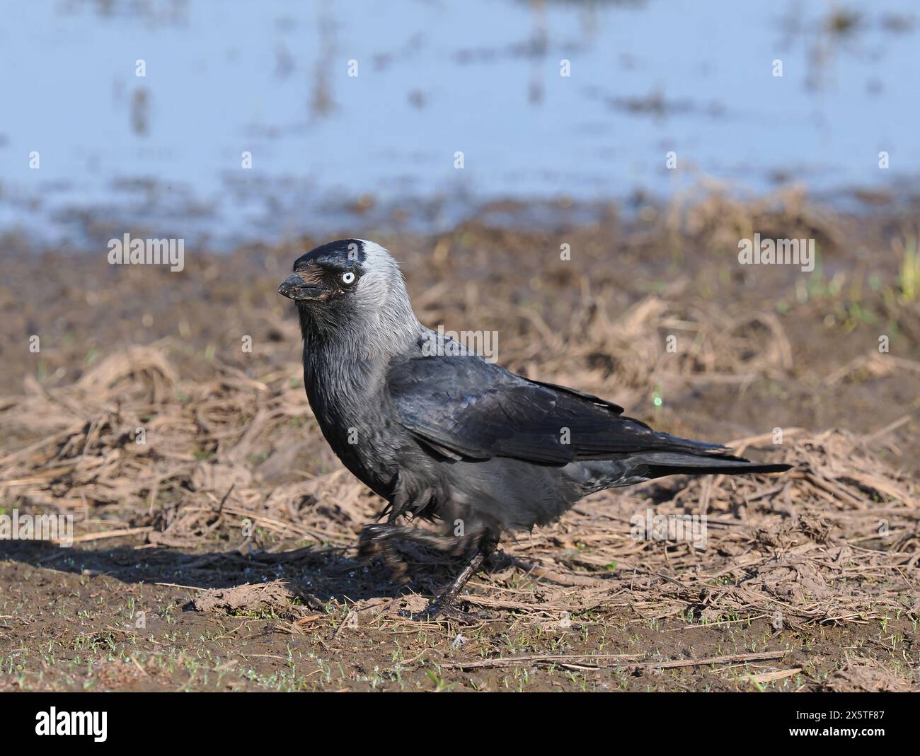 Jackdaws, die das Beste aus den Futtermöglichkeiten auf einem überfluteten, aber trockenen Feld machen. Stockfoto