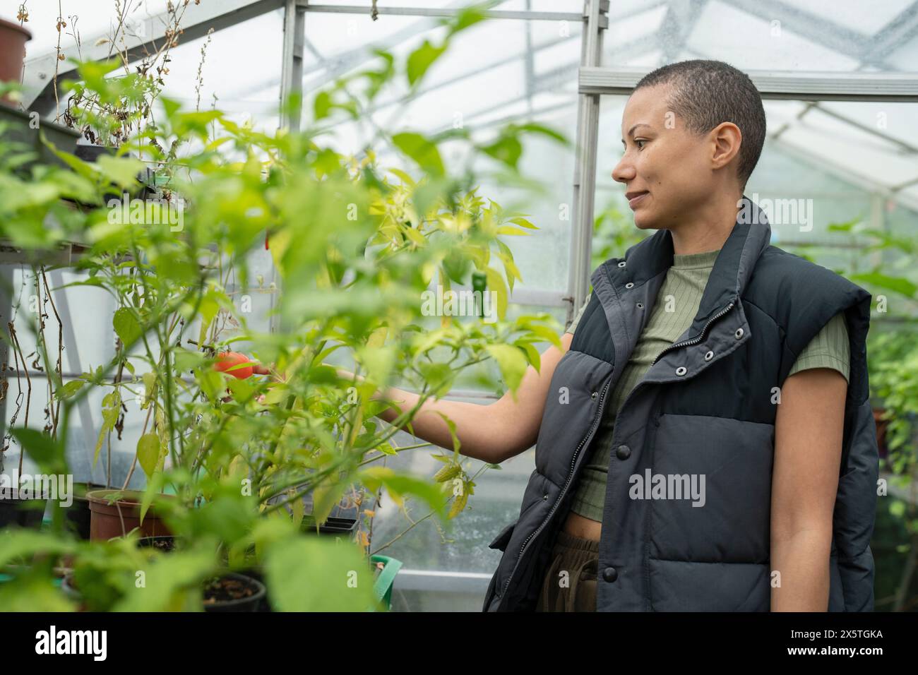 Frau, die Tomaten inspiziert, die im Gewächshaus wachsen Stockfoto