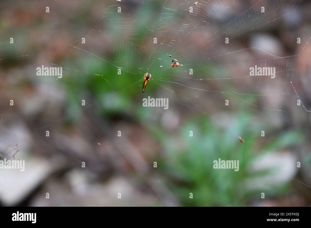 Eine sehr kleine, bräunlich-orangene Cyclosa-Spinne sitzt auf ihrem Netz. Diese Gattung Spinnen ist allgemein bekannt als die trashlinen Kugelweber Stockfoto