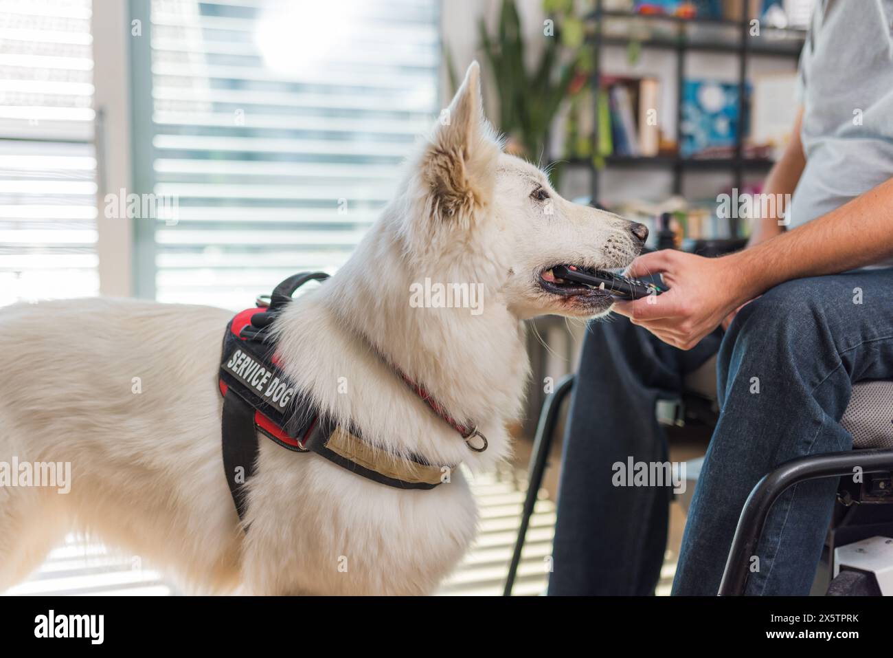 Ausgebildeter Servicehund, der auf einen Befehl seines Besitzers im Rollstuhl reagiert und die heruntergefallene Fernbedienung aufnimmt. Stockfoto