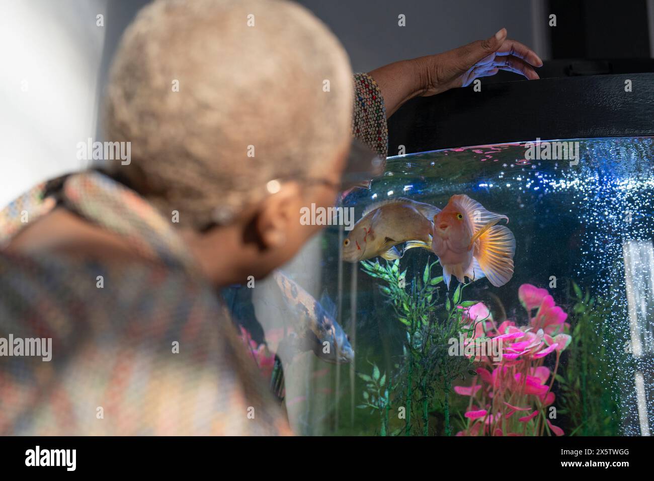 Reife Frau, die Fische im Aquarium füttert Stockfoto