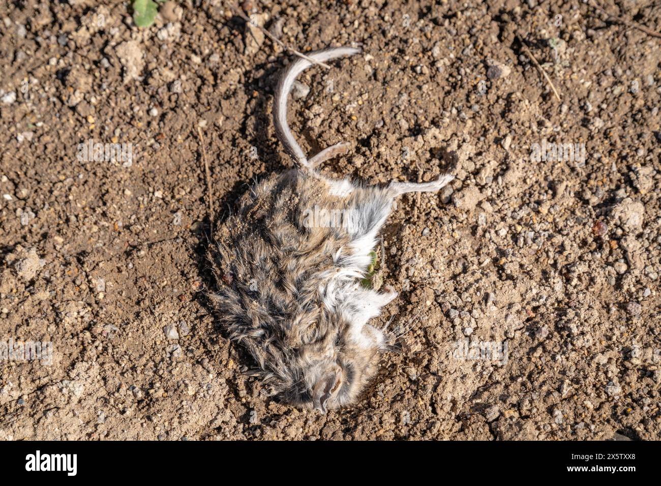 Kadaver toter Mäusen-Nagetiere, die in braunem Schmutz liegen. Stockfoto