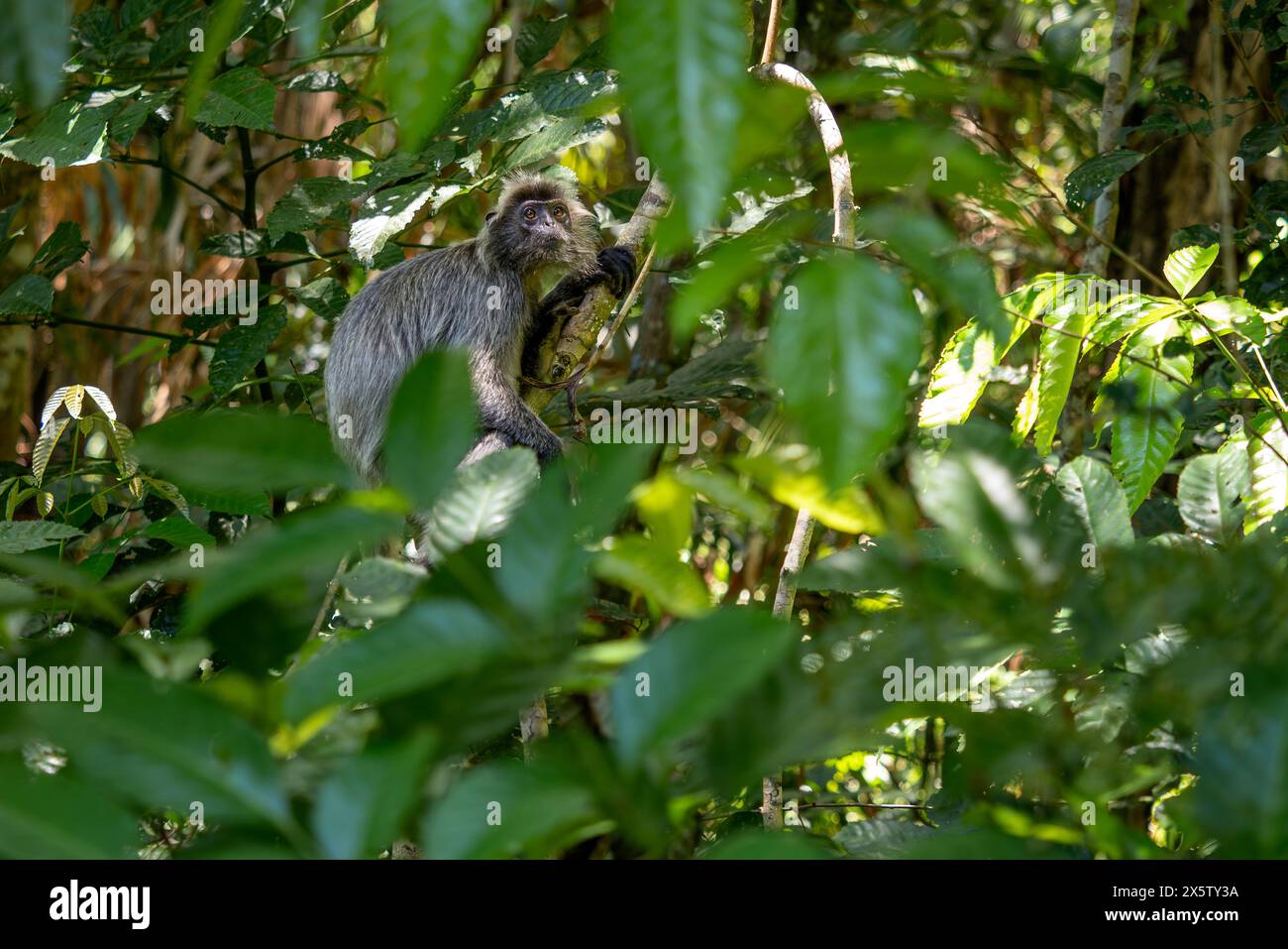 Silvered Leaf Monkey - Trachypithecus cristatus, wunderschöner Primat mit Silberfell aus Mangroven und Wäldern Südostasiens, Borneo, Malaysia. Stockfoto