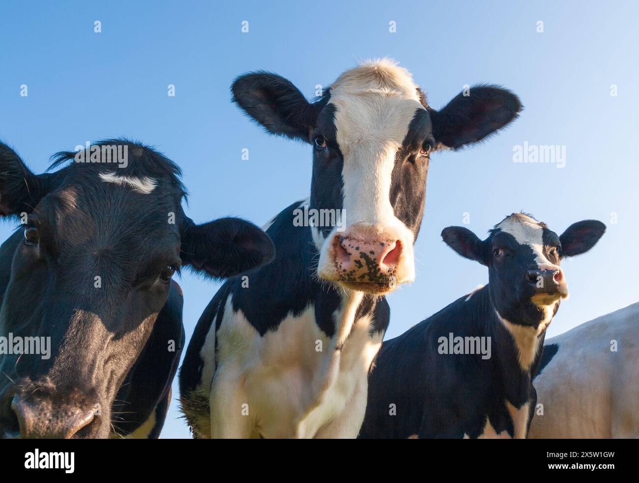 Holsteinkühe fotografiert über einem blauen Himmel Stockfoto