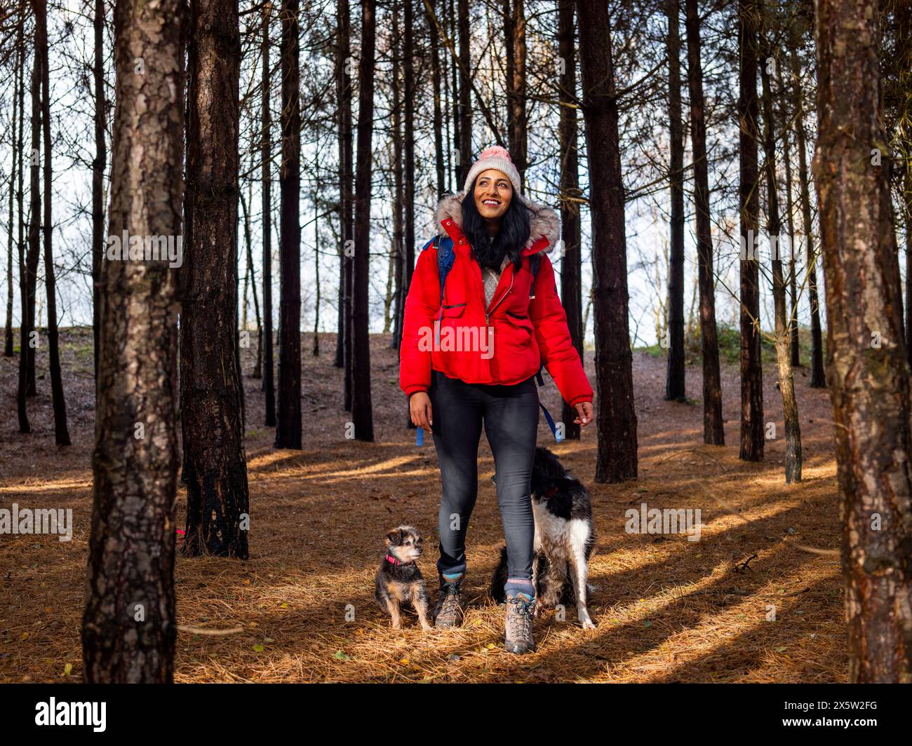 Frau wandert mit Hunden im Wald Stockfoto