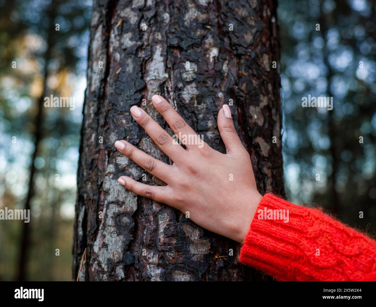 Die weibliche Hand berührt den Baumstamm Stockfoto