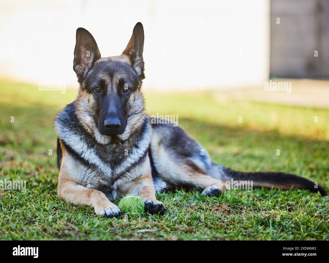 Hund, Garten und Tennisball mit Rettung, Pfleger und Schäferhund auf Grasrasen mit Spielzeug. Tier, Haus und Hinterhof mit Ruhe und Entspannung Hund Stockfoto