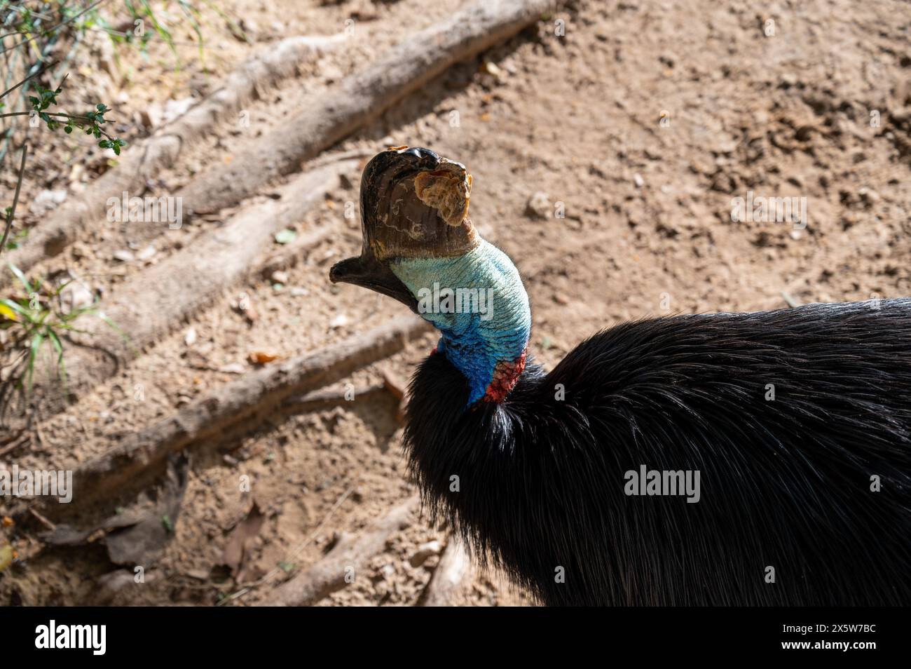 Der nördliche Kasuar ist ein großer flugunfähiger Vogel im Norden Neuguineas. Hochwertige Fotos Stockfoto