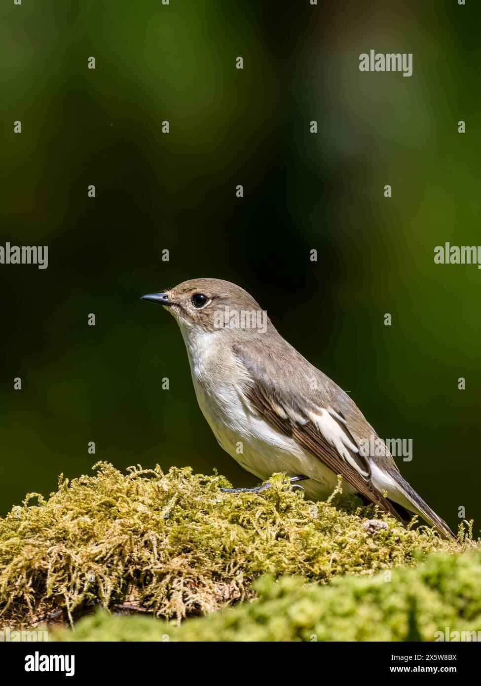 Weiblicher Rattenfänger im Frühjahr in Mitte Wales Stockfoto