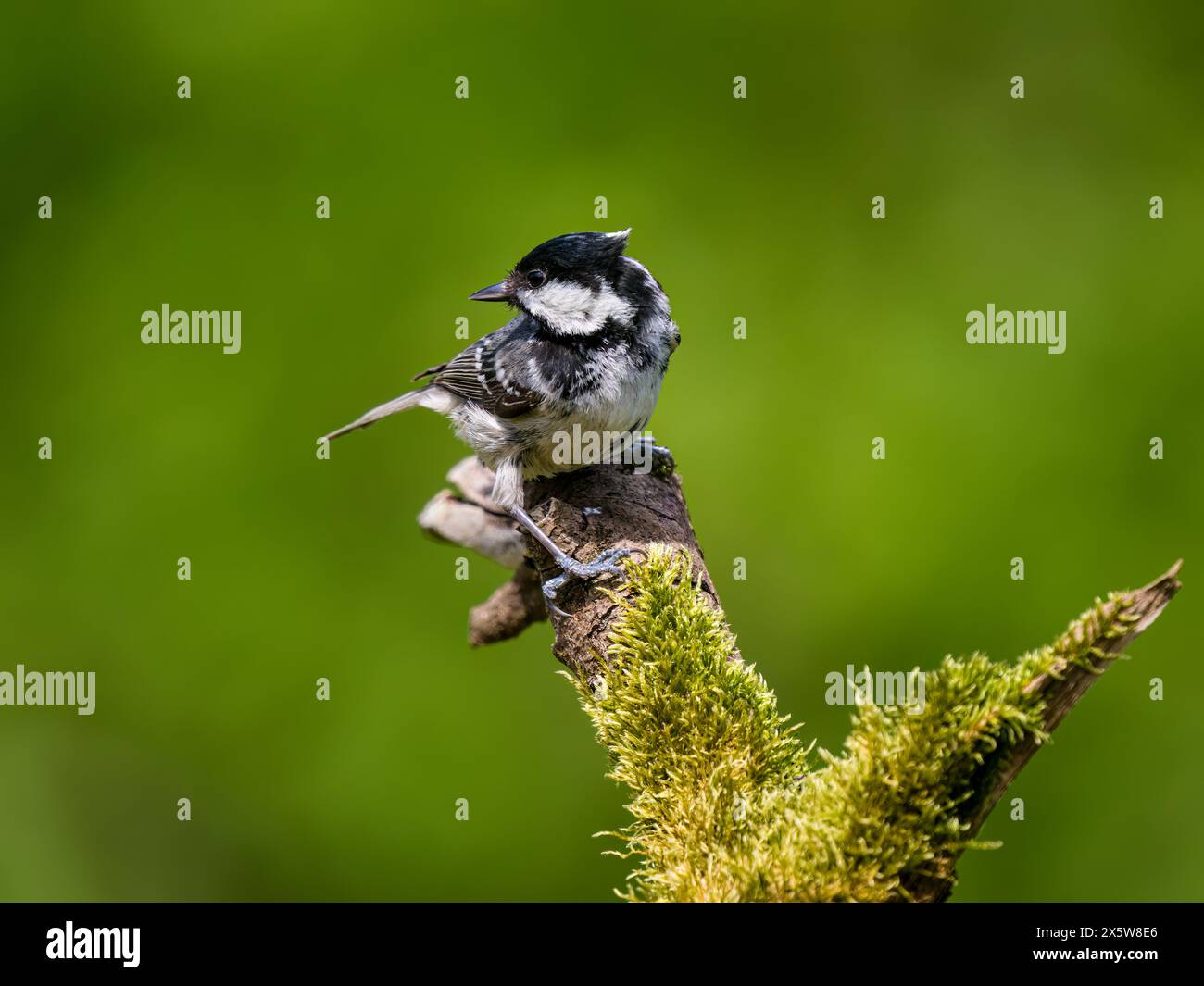 Kohlemeise auf der Suche im Frühjahr in mittleren Wales Stockfoto