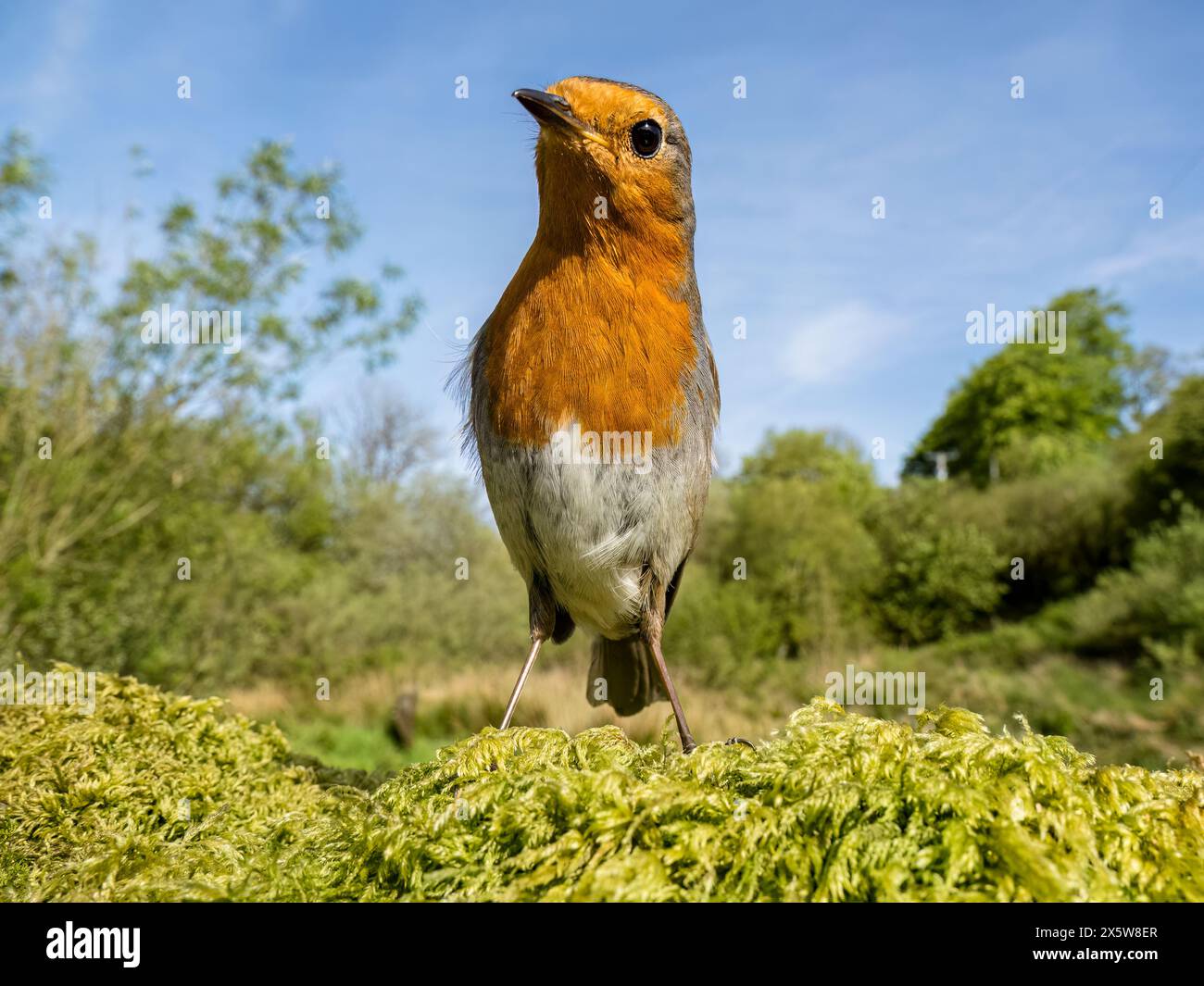 Robin sucht im Frühjahr in Wales Stockfoto