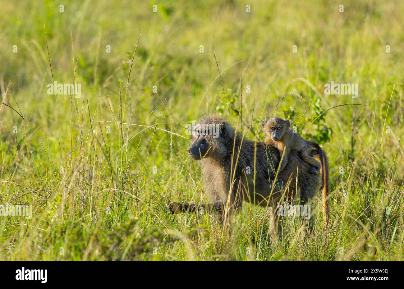 Olive Baboon Stockfoto