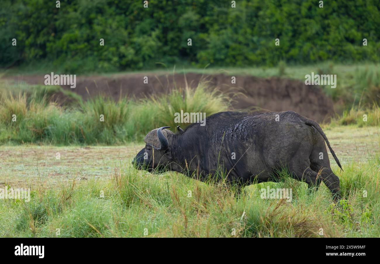 Afrikanische oder Cape Buffalo Stockfoto