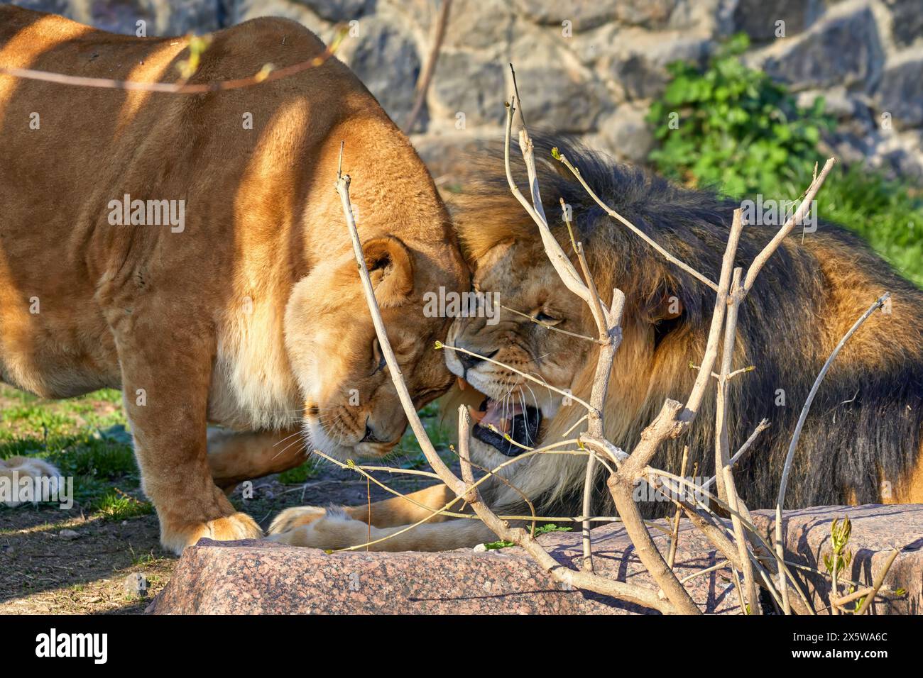 Bild der Raubtiere Löwe und Löwe im Zoogehege Stockfoto