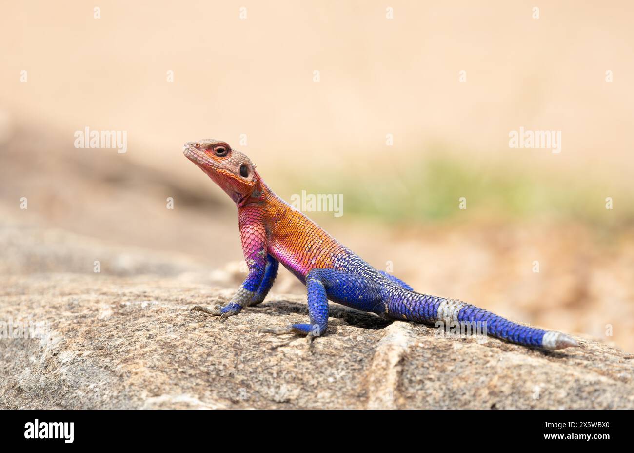 Common oder Rainbow Agama Lizard Stockfoto