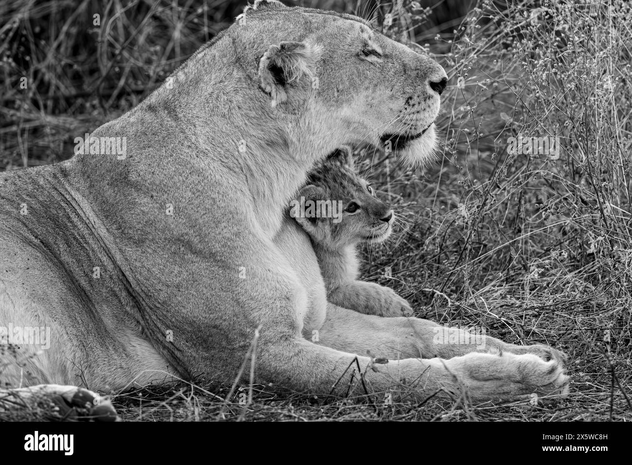 Afrikanischer Löwe Stockfoto
