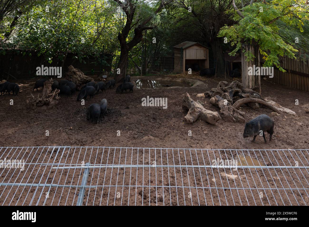 Wildschweine laufen auf dem Sand in einem Schweinestall des Zoos. Hochwertige Fotos Stockfoto