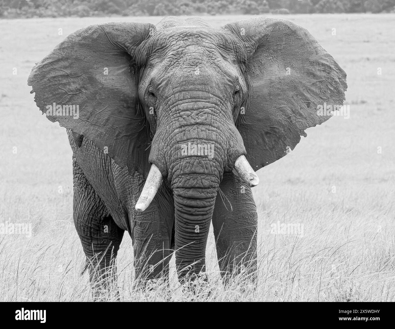 Afrikanische Savanne oder Bush Elephant Stockfoto