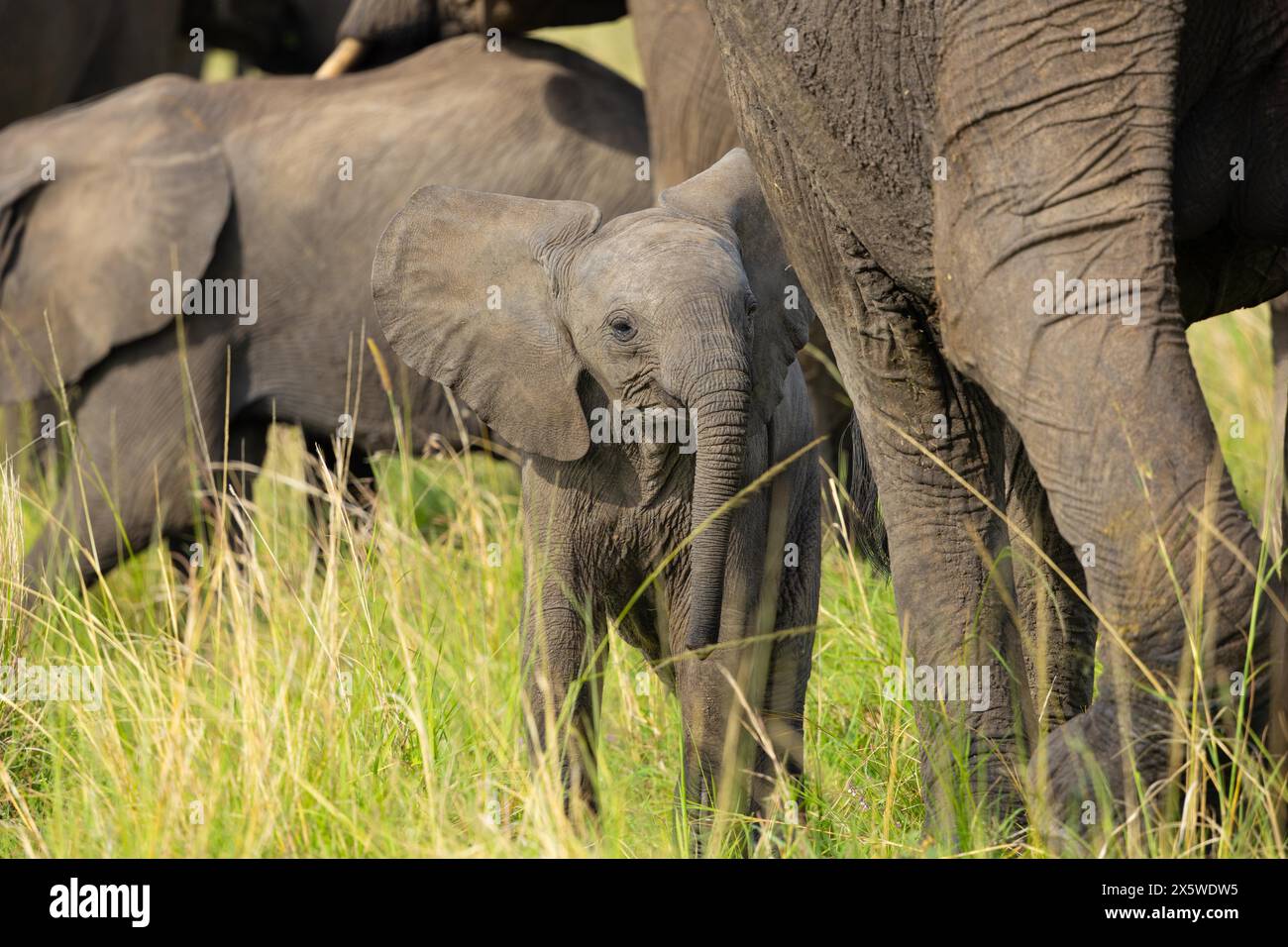 Afrikanische Savanne oder Bush Elephant Stockfoto