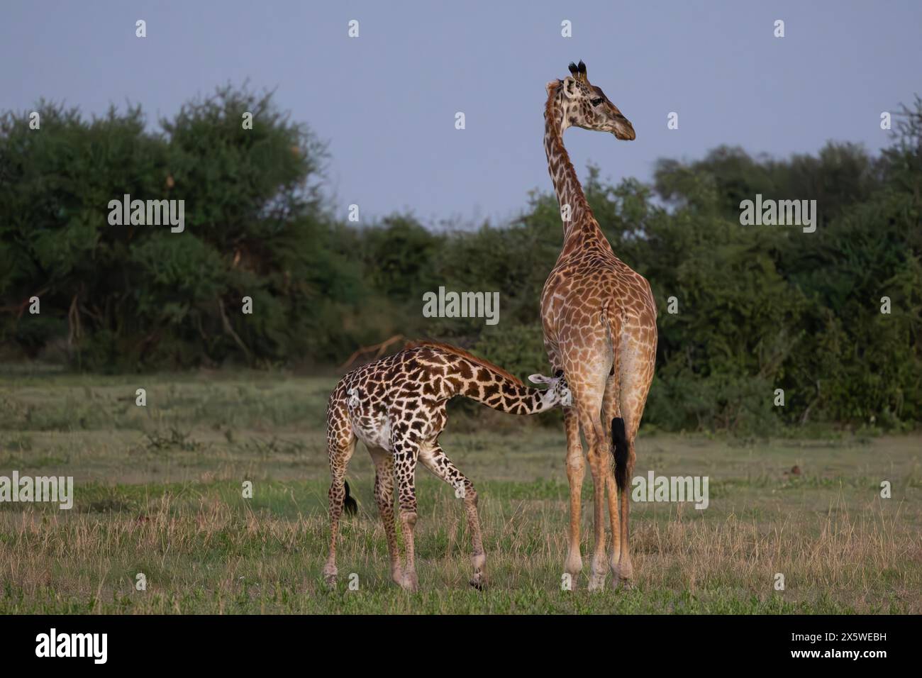 Masai Giraffe und Kalb, Grumeti Region im Serengeti Nationalpark Stockfoto