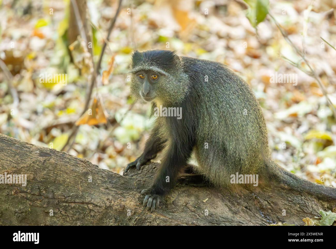 Blue Monkey Stockfoto