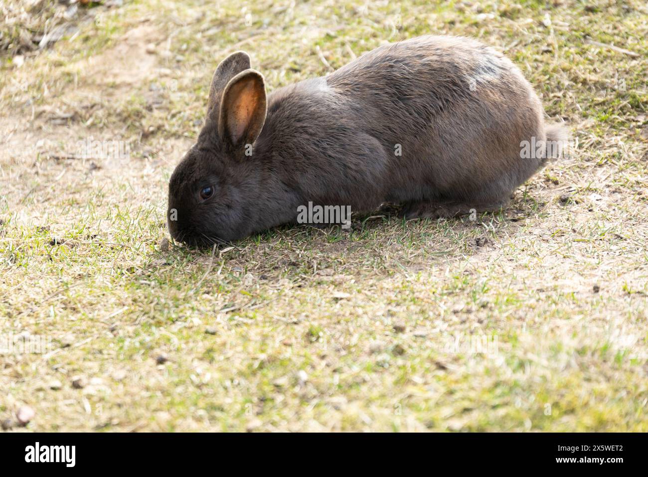 Kleines Kaninchen, das auf einem grasbedeckten Feld sitzt Stockfoto