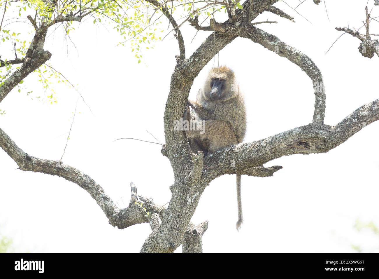 Männlicher Olivenpaan, der auf einem Baum im Serengeti-Nationalpark in Tansania sitzt. Stockfoto