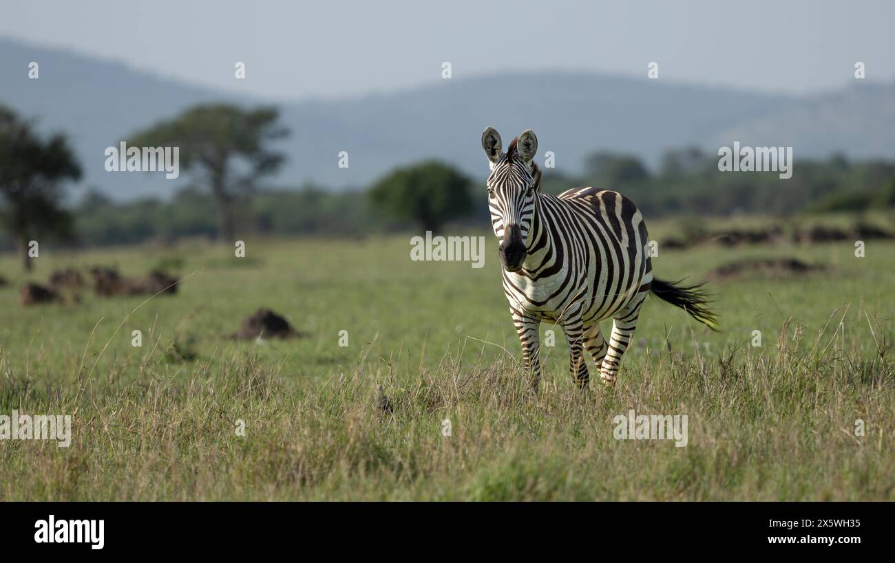 Plains Zebra steht in der Serengeti-Ebene. Serengeti Nationalpark, Tansania. Stockfoto