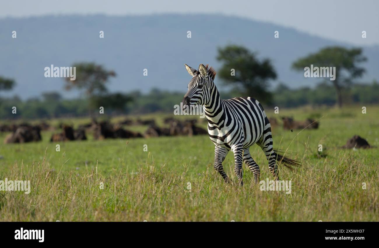 Plains Zebra läuft in der Serengeti-Ebene. Serengeti Nationalpark, Tansania. Stockfoto