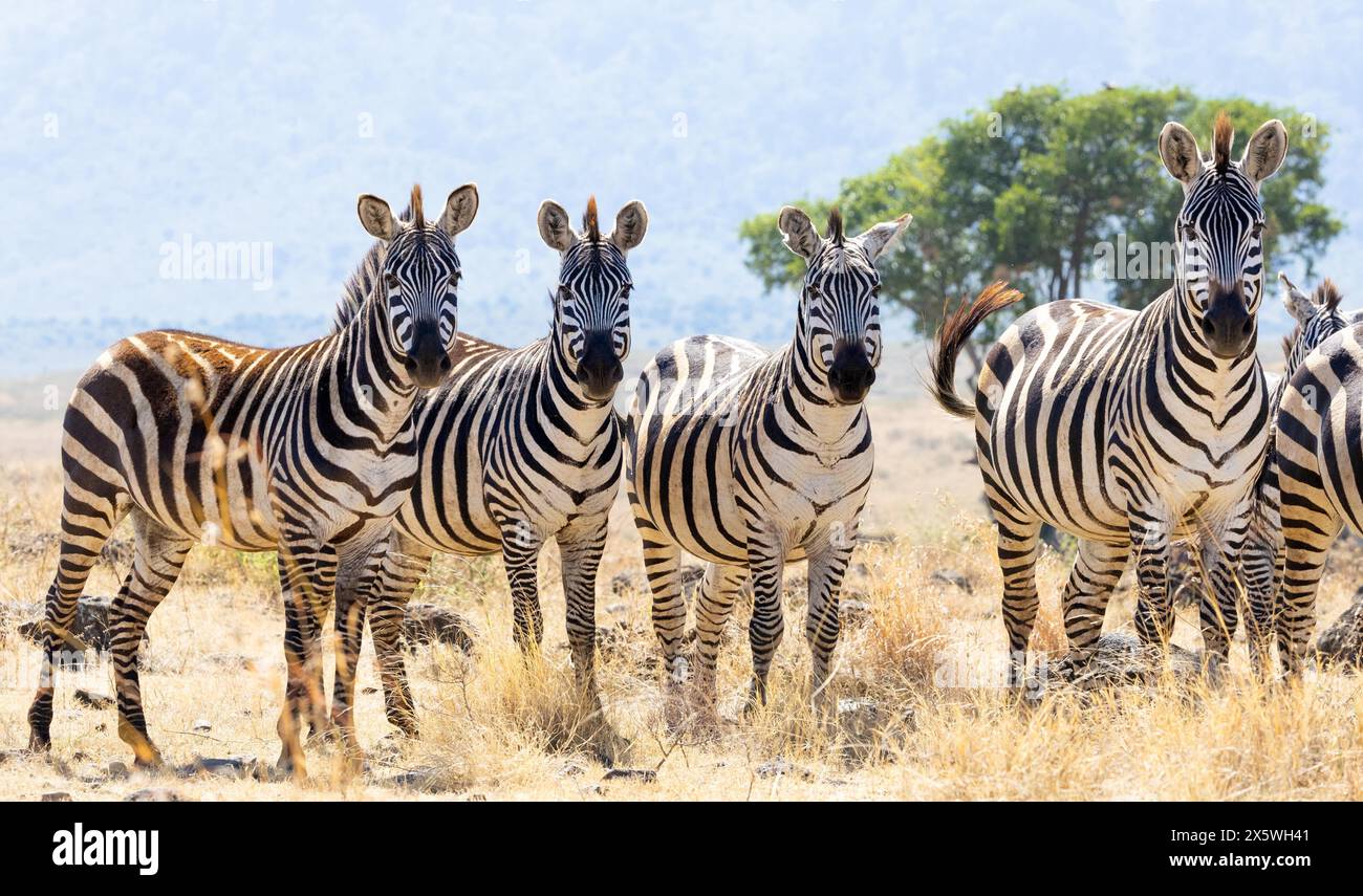 Ebenen Zebra Stockfoto