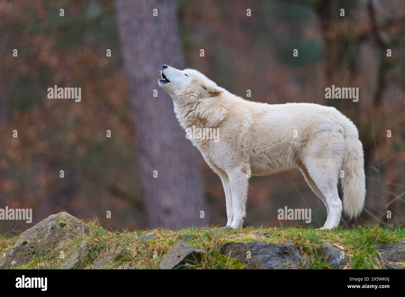 Polarwolf (Canis Lupus arctos), heulend Stockfoto
