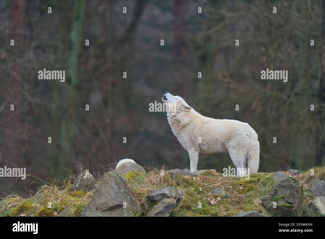 Polarwolf (Canis Lupus arctos), heulend Stockfoto