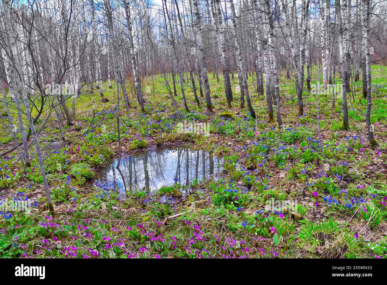 Malerische Frühjahrslandschaft in Birkenhainen mit ersten weißen, blauen und violetten Wildblumen auf Waldlichtung, blattlosen Bäumen und blauem Himmel reflektiert Stockfoto