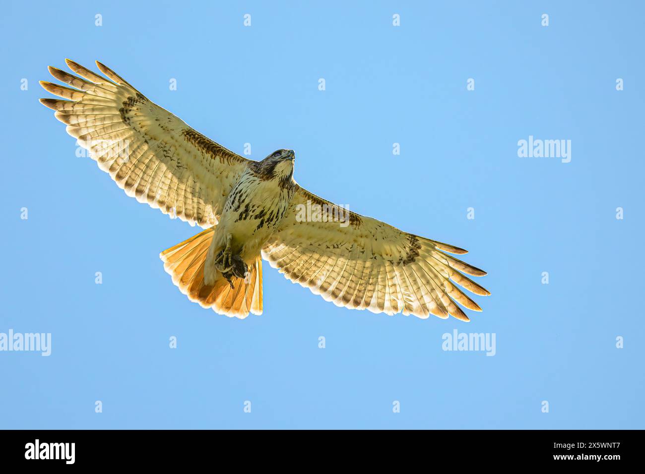 Ein fliegender Rotschwanzhawk (Buteo jamaicensis) gegen einen klaren blauen Himmel mit einem östlichen Chipmunk (Tamias striatus) in seinen Klauen in Michigan, USA. Stockfoto