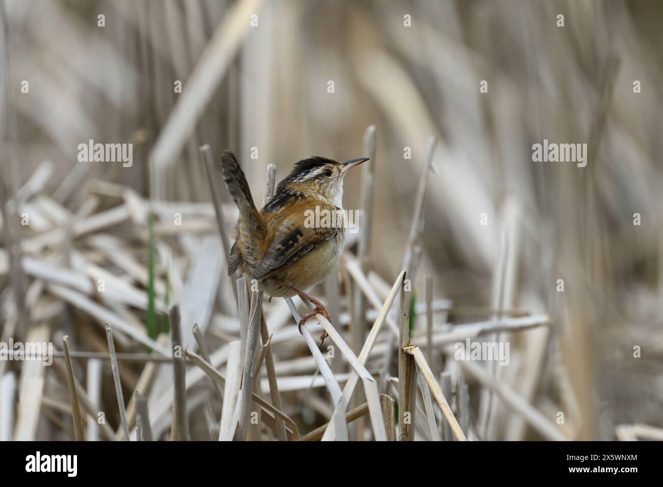 Ein Marsh Wren (Cistothorus palustris), der auf Welpen in einem Sumpfgebiet in Michigan, USA, steht. Stockfoto