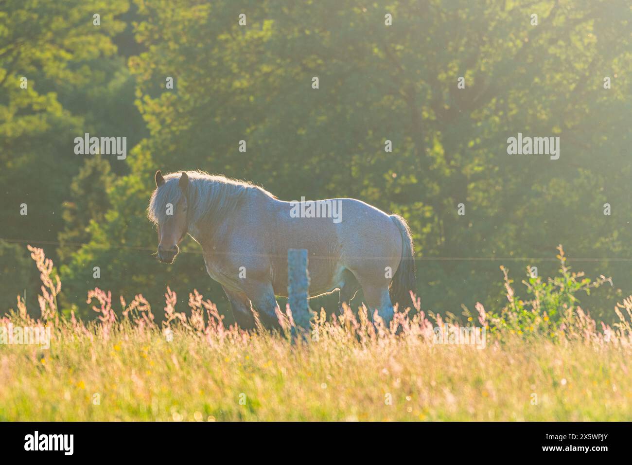 Ein majestätisches Pferd steht anmutig im sanften Glanz eines Sonnenuntergangs und weidet friedlich auf dem üppigen Grün der schwedischen Landschaft, mit dem warmen Abend Stockfoto