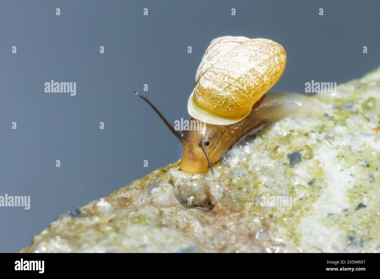 Detaillierte Ansicht einer Weißschalen-Schnecke, die auf einer strukturierten Steinoberfläche segelt. Fangen Sie das Wesen der langsam bewegten Tiere in ihrem natürlichen Lebensraum in Wu ein Stockfoto