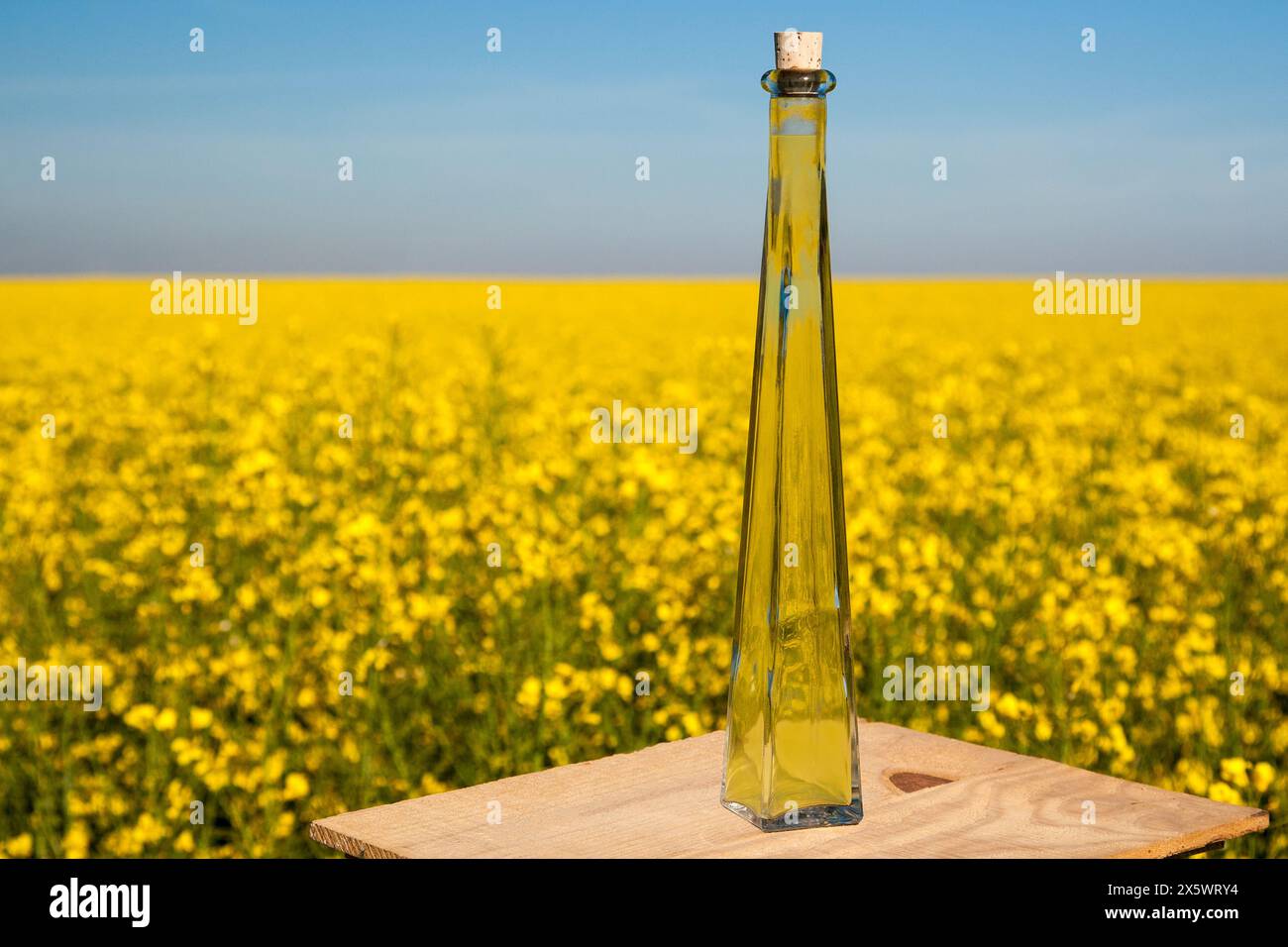 Eine Flasche Bio-Rapsöl, natürliches Gold gegen ein gelbes Rapsmeer. Wertvoll und vielseitig. Stockfoto