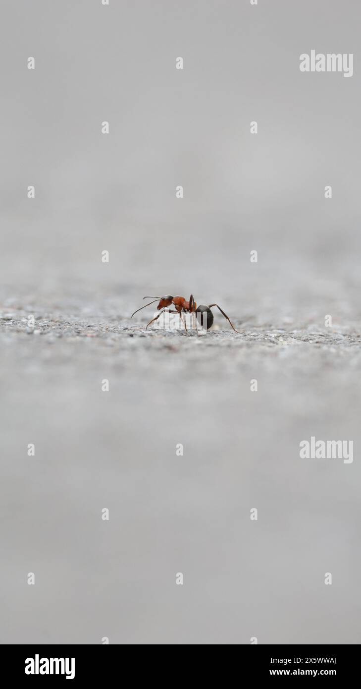 Makrorote Ameise auf dem Asphalt Stockfoto