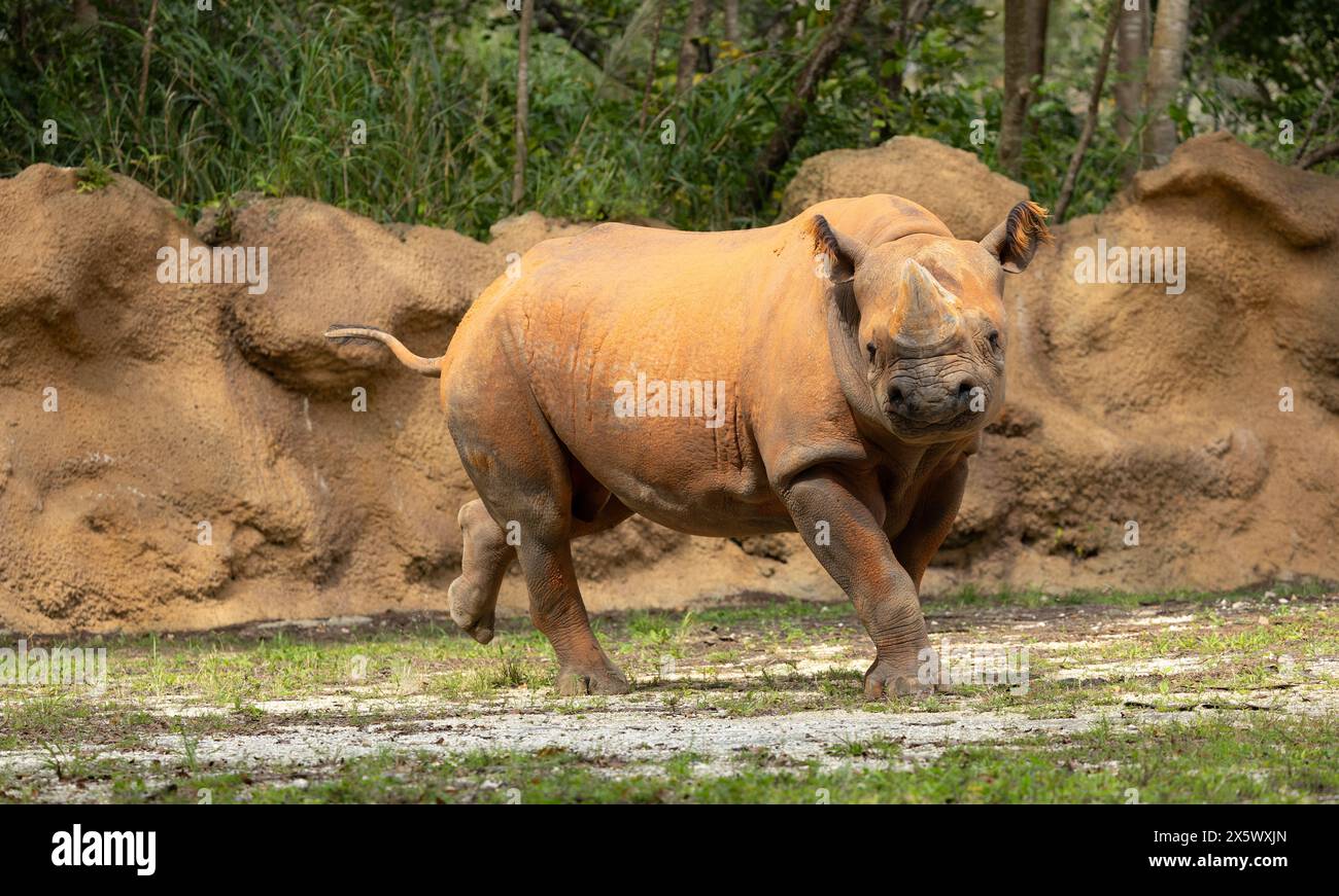 Schwarzer Rhinoceros Stockfoto