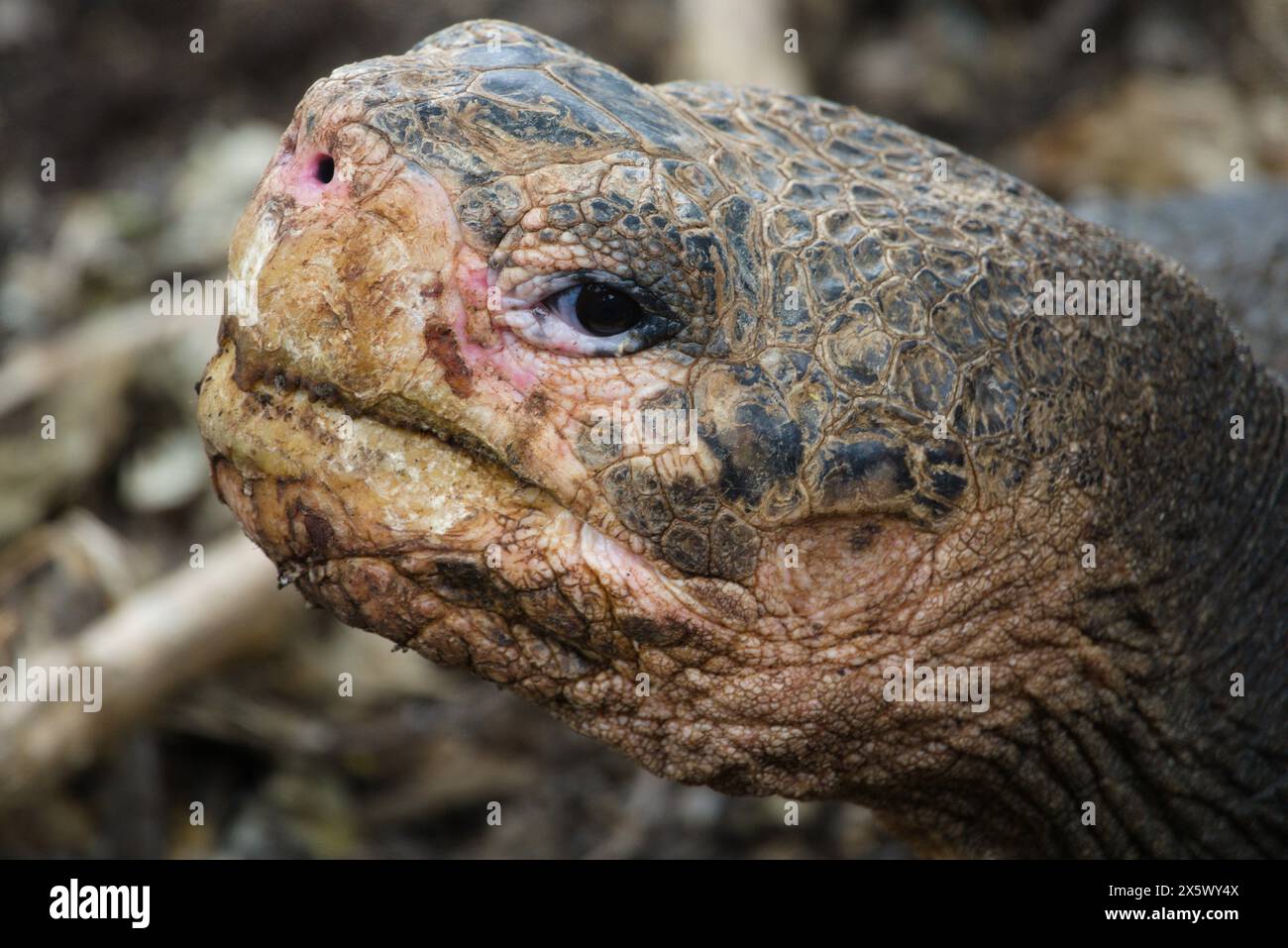 Nahaufnahme des Galapagos-Schildkrötenkopfes aus dem Seitenwinkel, der in die Kamera blickt Stockfoto