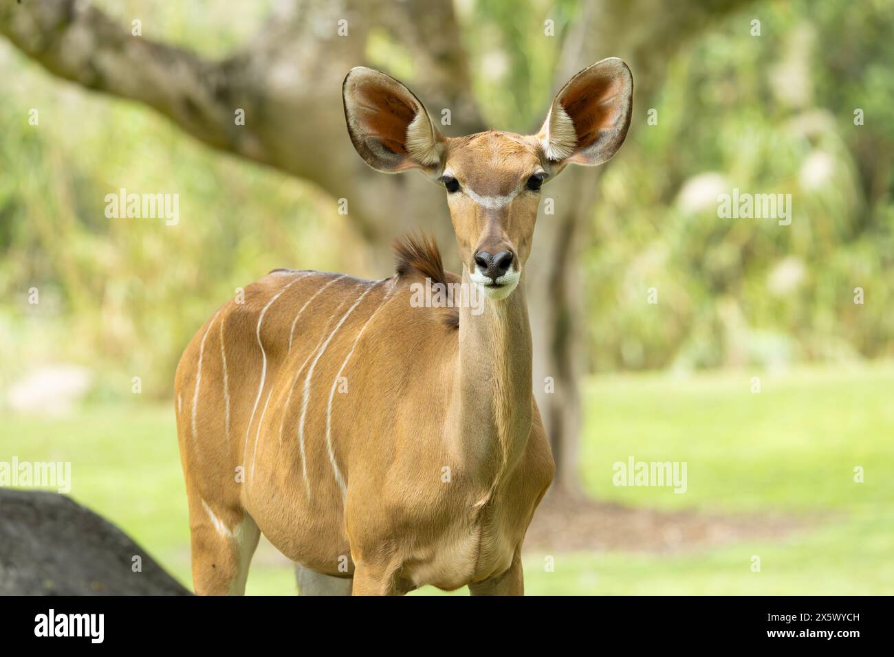 Größere Kudu Antilope Stockfoto