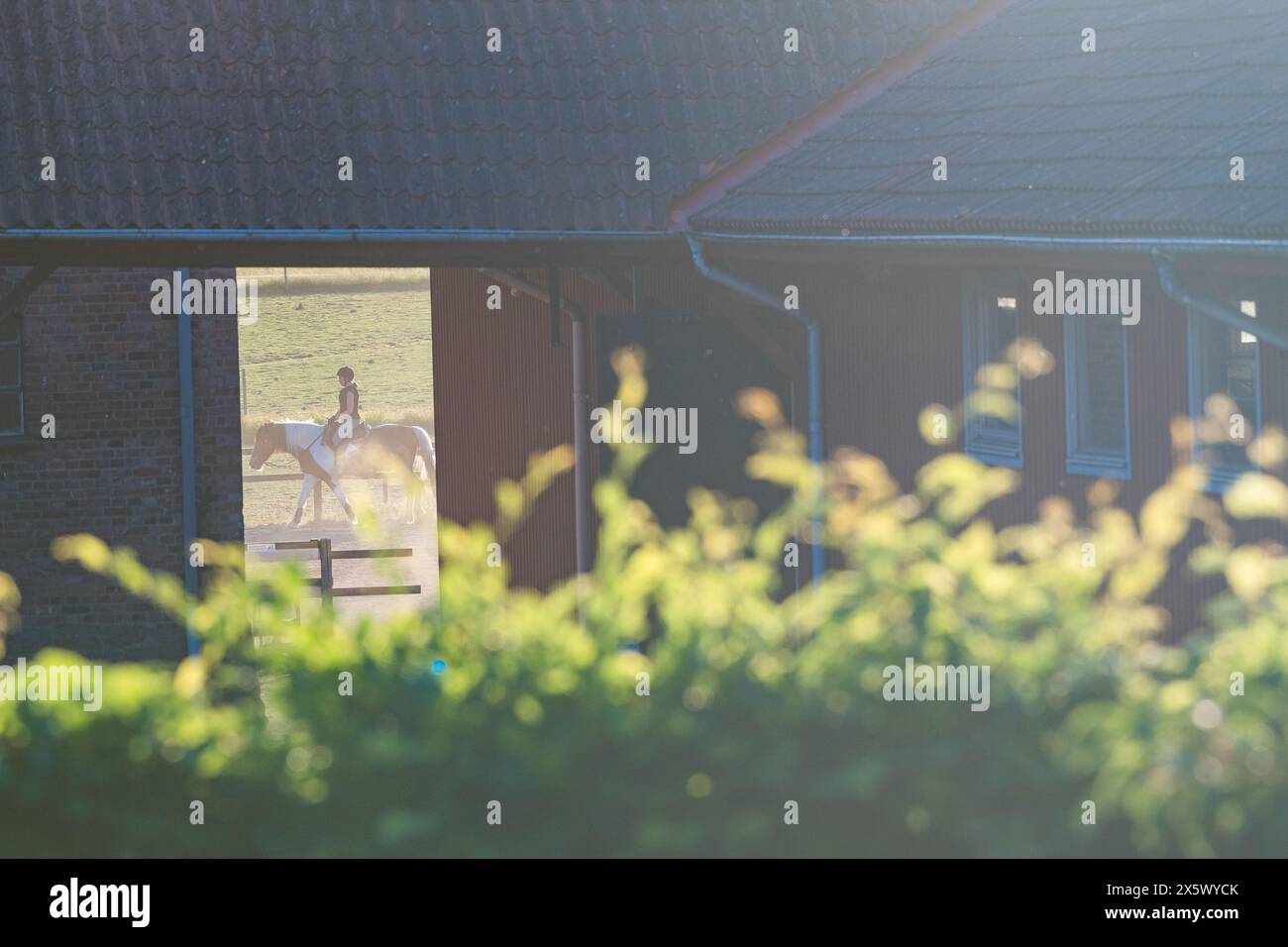 Eine Frau, die auf einem Feld neben einem hübschen Haus reitet. Das Pferd ist wachsam und majestätisch vor dem Hintergrund der ländlichen Umgebung. Stockfoto