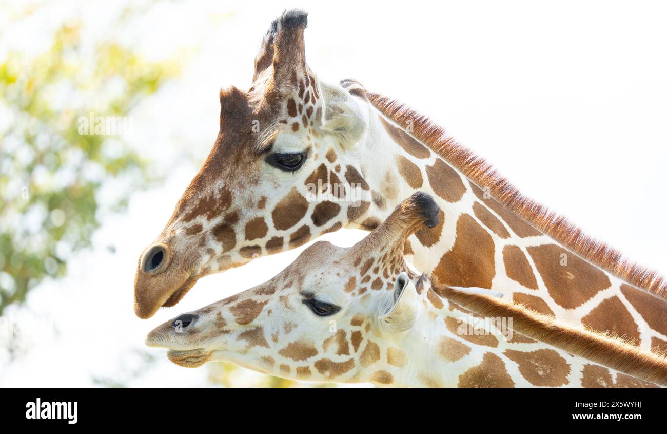 Northern Giraffe Stockfoto